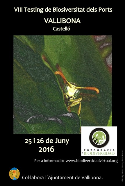 VIII Testing biodivesitat Ports-Vallibona